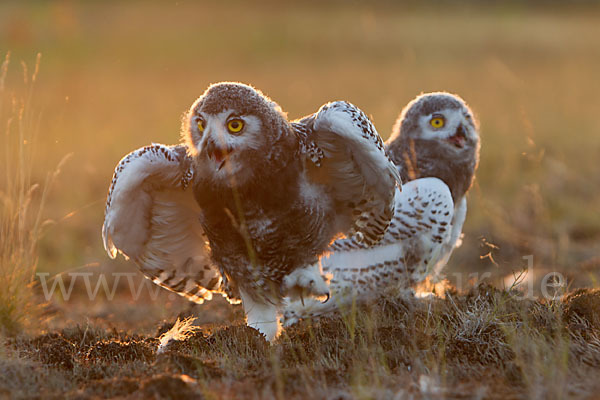 Schnee-Eule (Bubo scandiacus)