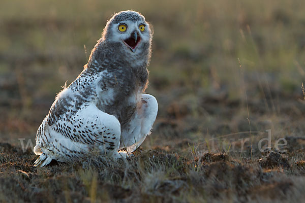 Schnee-Eule (Bubo scandiacus)