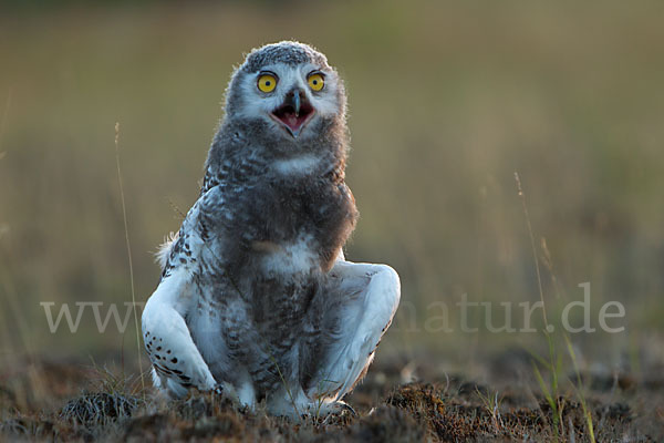 Schnee-Eule (Bubo scandiacus)