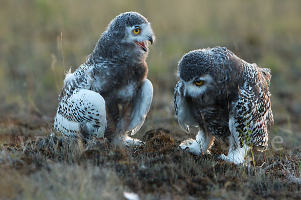 Schnee-Eule (Bubo scandiacus)