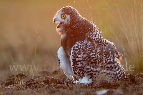 Schnee-Eule (Bubo scandiacus)