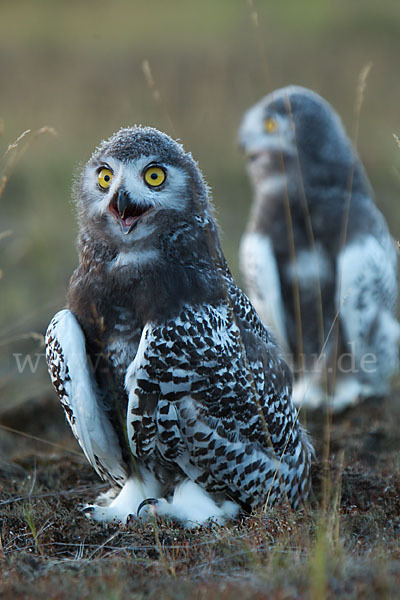 Schnee-Eule (Bubo scandiacus)