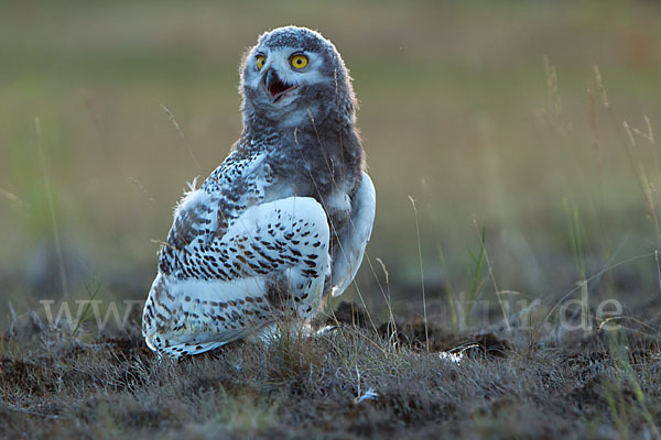 Schnee-Eule (Bubo scandiacus)