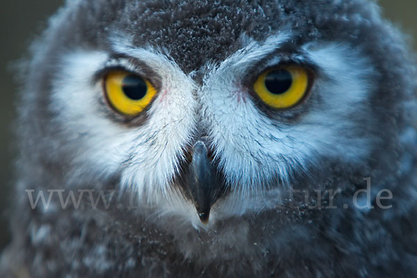 Schnee-Eule (Bubo scandiacus)