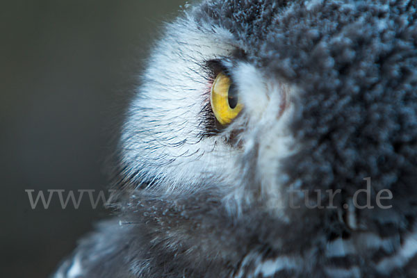 Schnee-Eule (Bubo scandiacus)