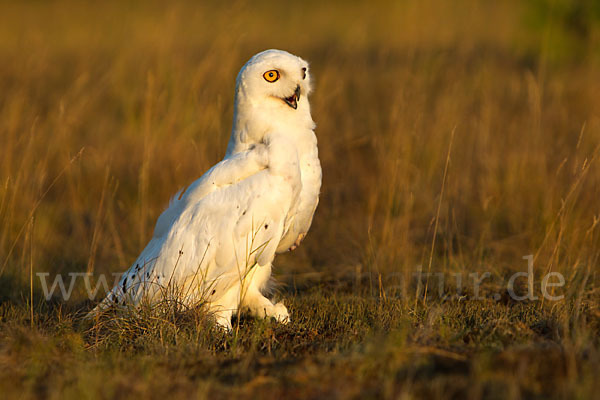 Schnee-Eule (Bubo scandiacus)