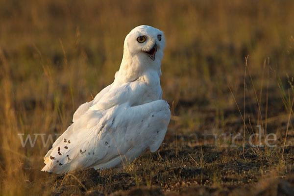 Schnee-Eule (Bubo scandiacus)