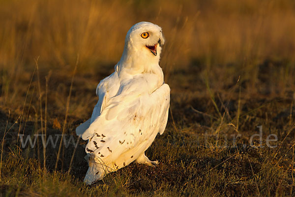 Schnee-Eule (Bubo scandiacus)