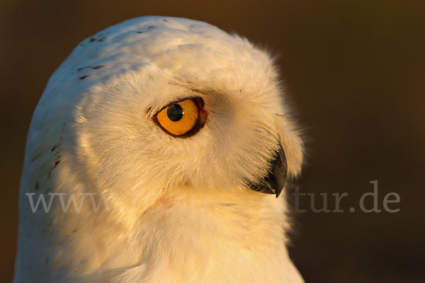 Schnee-Eule (Bubo scandiacus)