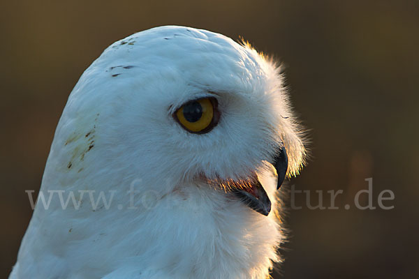 Schnee-Eule (Bubo scandiacus)