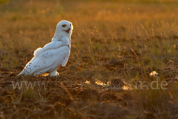 Schnee-Eule (Bubo scandiacus)