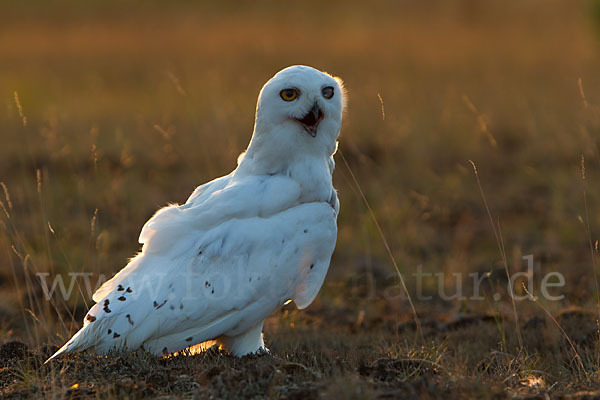 Schnee-Eule (Bubo scandiacus)