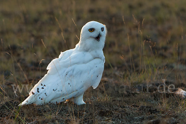 Schnee-Eule (Bubo scandiacus)