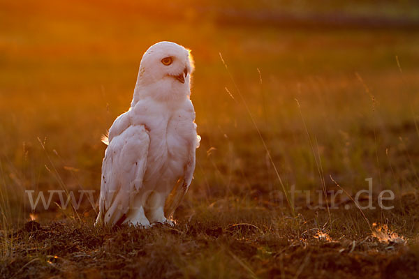 Schnee-Eule (Bubo scandiacus)