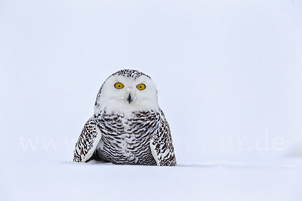 Schnee-Eule (Bubo scandiacus)