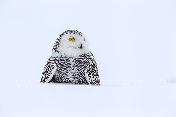 Schnee-Eule (Bubo scandiacus)