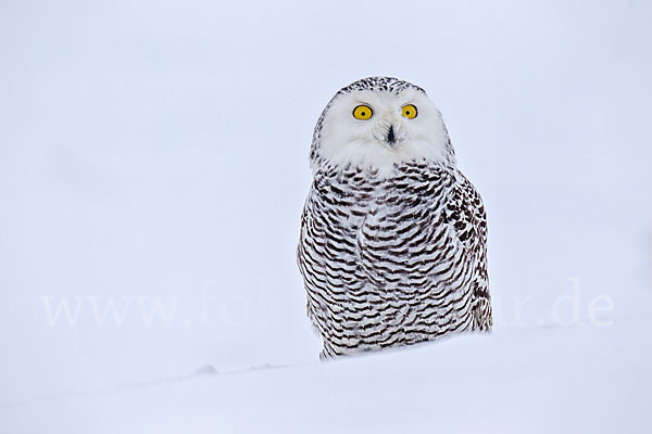 Schnee-Eule (Bubo scandiacus)