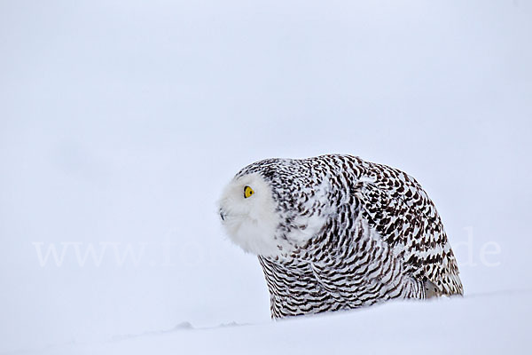 Schnee-Eule (Bubo scandiacus)