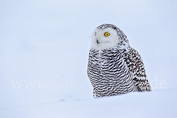 Schnee-Eule (Bubo scandiacus)