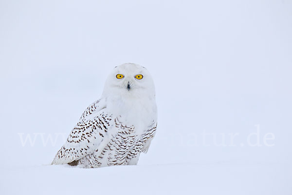 Schnee-Eule (Bubo scandiacus)