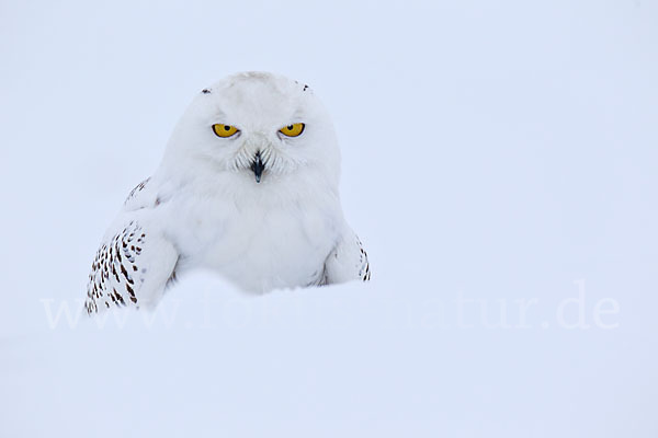 Schnee-Eule (Bubo scandiacus)