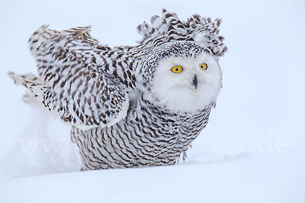 Schnee-Eule (Bubo scandiacus)