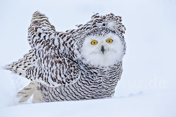 Schnee-Eule (Bubo scandiacus)