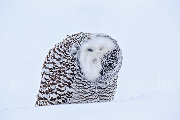 Schnee-Eule (Bubo scandiacus)