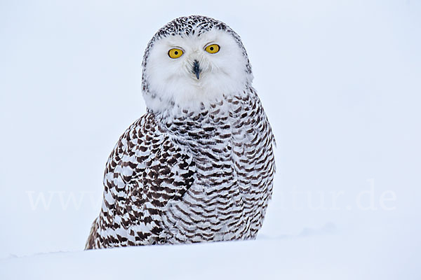 Schnee-Eule (Bubo scandiacus)