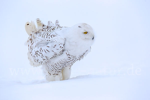 Schnee-Eule (Bubo scandiacus)