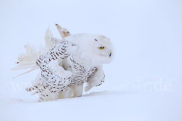 Schnee-Eule (Bubo scandiacus)