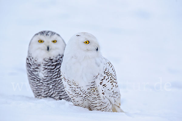 Schnee-Eule (Bubo scandiacus)