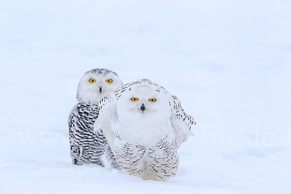 Schnee-Eule (Bubo scandiacus)