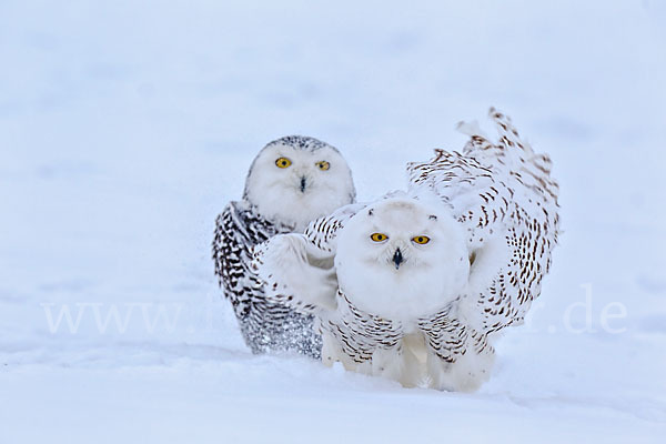 Schnee-Eule (Bubo scandiacus)