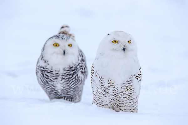 Schnee-Eule (Bubo scandiacus)