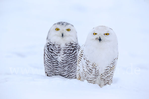 Schnee-Eule (Bubo scandiacus)