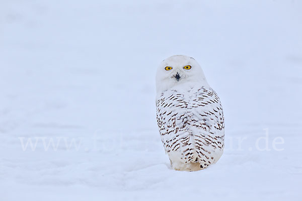 Schnee-Eule (Bubo scandiacus)