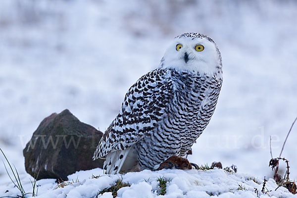 Schnee-Eule (Bubo scandiacus)