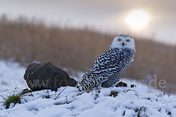 Schnee-Eule (Bubo scandiacus)