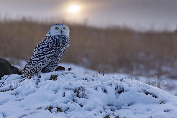 Schnee-Eule (Bubo scandiacus)