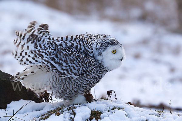 Schnee-Eule (Bubo scandiacus)