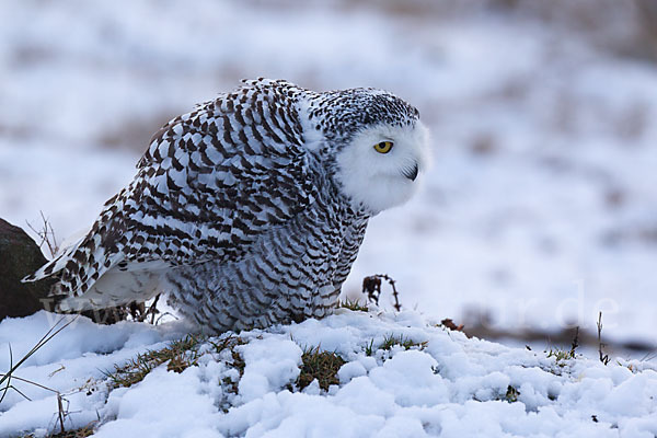 Schnee-Eule (Bubo scandiacus)