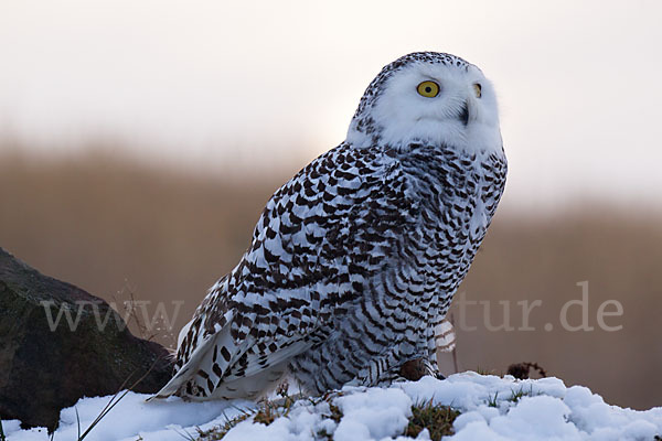 Schnee-Eule (Bubo scandiacus)