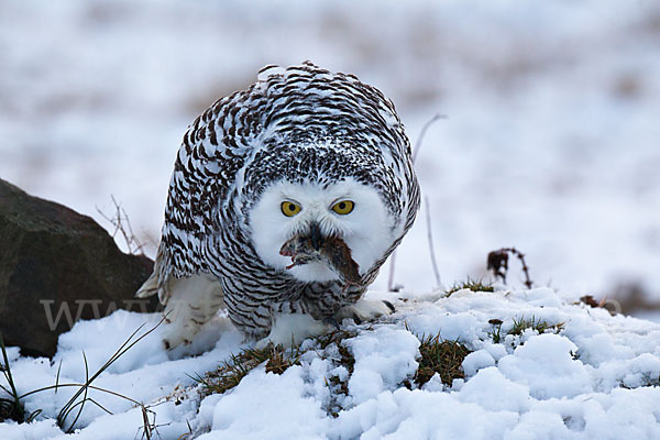 Schnee-Eule (Bubo scandiacus)