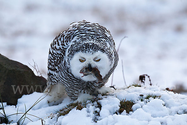 Schnee-Eule (Bubo scandiacus)