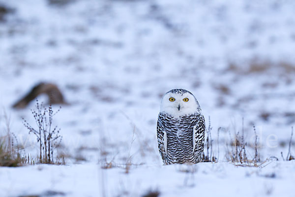 Schnee-Eule (Bubo scandiacus)