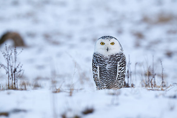 Schnee-Eule (Bubo scandiacus)