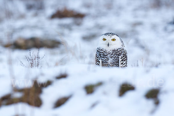 Schnee-Eule (Bubo scandiacus)