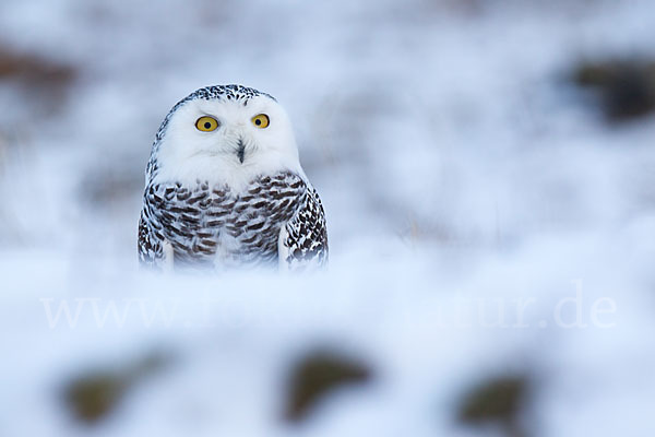 Schnee-Eule (Bubo scandiacus)