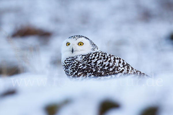 Schnee-Eule (Bubo scandiacus)